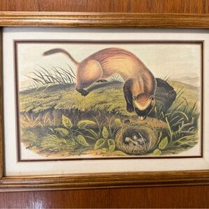 Vintage Wildlife Art Print in Wooden Frame of Ferret or Weasel
